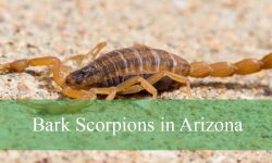 Hidden Facts About Bark Scorpions in Arizona You Should Know