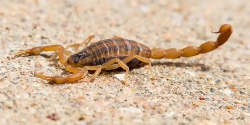 Bark Scorpions in Arizona