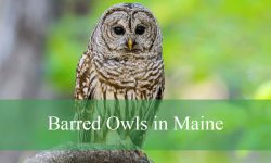 11 Hidden Facts About Barred Owls in Maine That Will Shock You