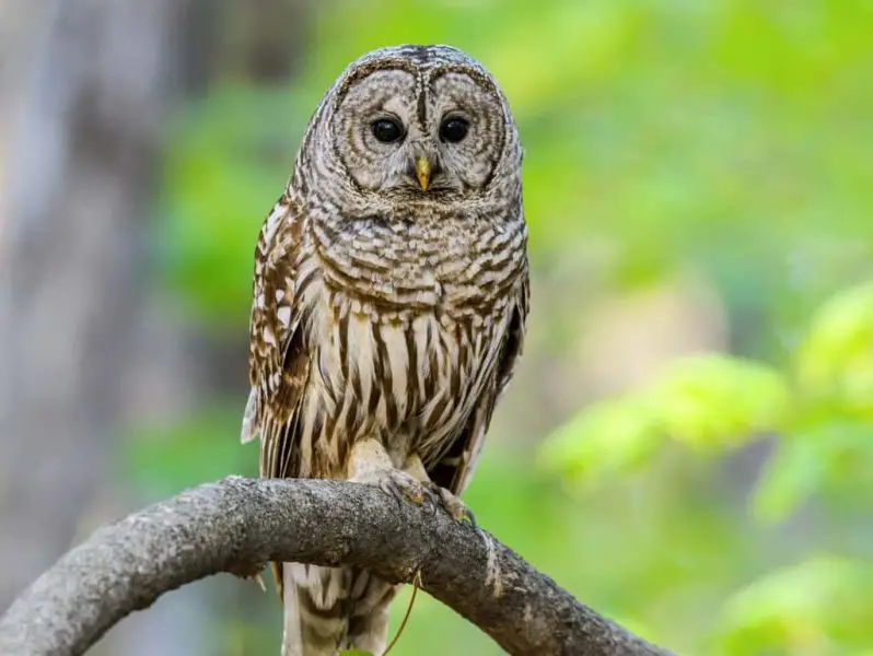 Barred Owls in Maine