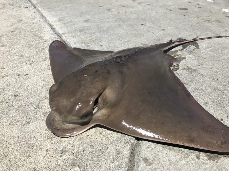Stingrays Found in California