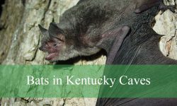 Shocking Secrets About Bats in Kentucky Caves You Didn’t Know