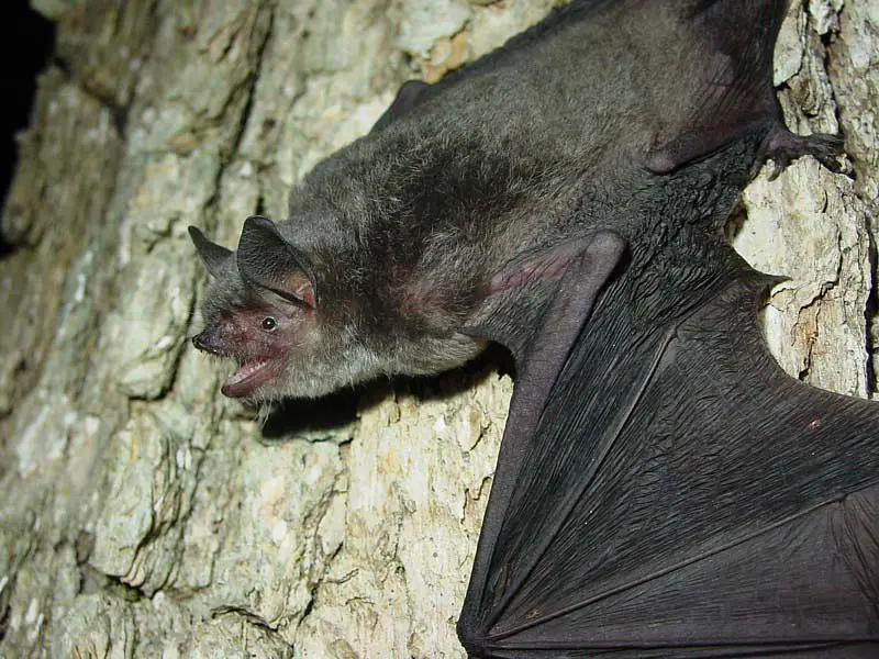 Bats in Kentucky Caves