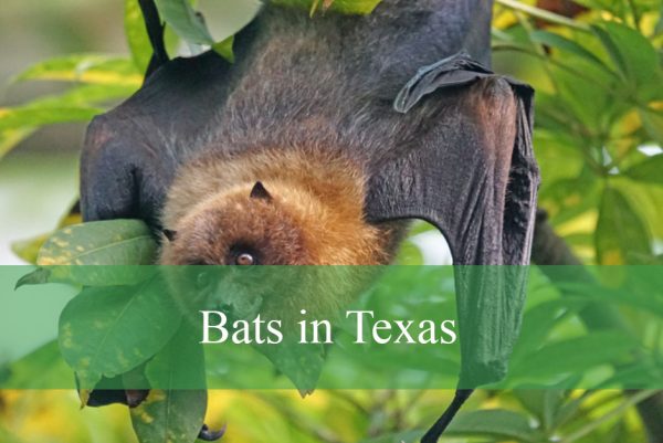 Bats in Texas
