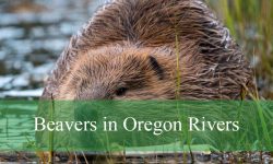 Secrets About Beavers in Oregon Rivers You Didn’t Know