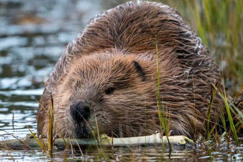 Beavers in Oregon Rivers