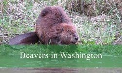 Secrets About Beavers in Washington Few People Know
