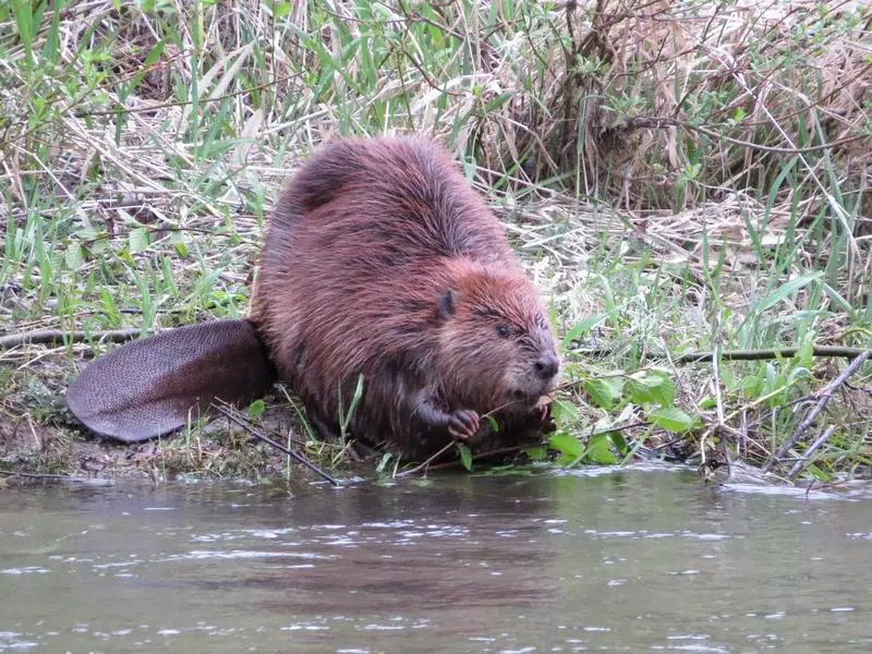 Beavers in Washington
