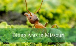 15 Types of Biting Ants in Missouri (Pictures and Identification)