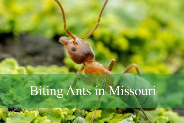 Biting Ants in Missouri