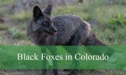 The Mystery Behind Black Foxes in Colorado Revealed