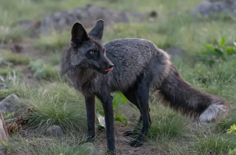 Black Foxes in Colorado