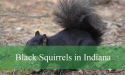 5 Things You Didn’t Know About Black Squirrels in Indiana