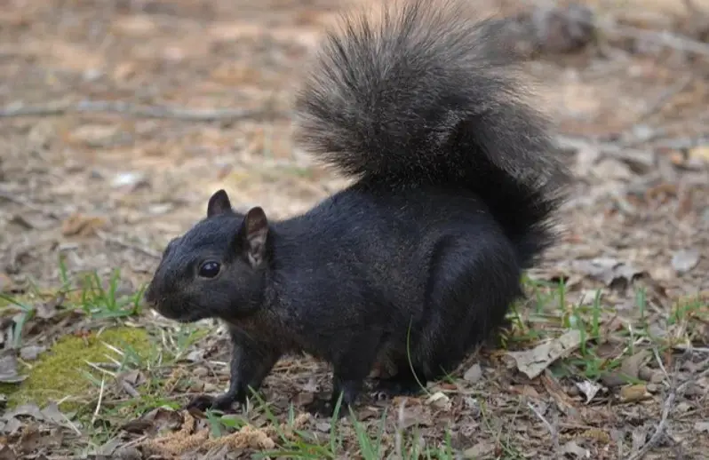 Black Squirrels in Indiana