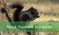 The Truth About Black Squirrels in Kansas That Will Surprise You