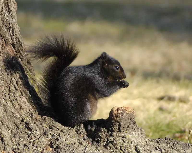 Black Squirrels in Kansas