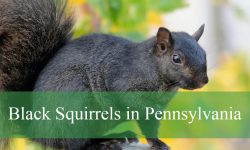 Secrets About Black Squirrels in Pennsylvania You Didn’t Know