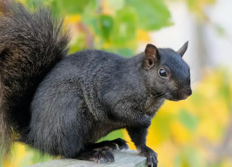 Black Squirrels in Pennsylvania