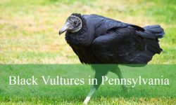 Hidden Facts About Black Vultures in Pennsylvania