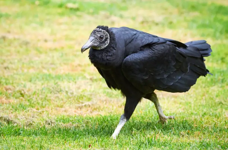 Black Vultures in Pennsylvania