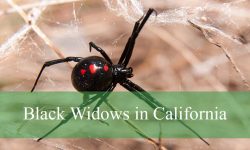 9 Facts About Black Widows in California That Matter