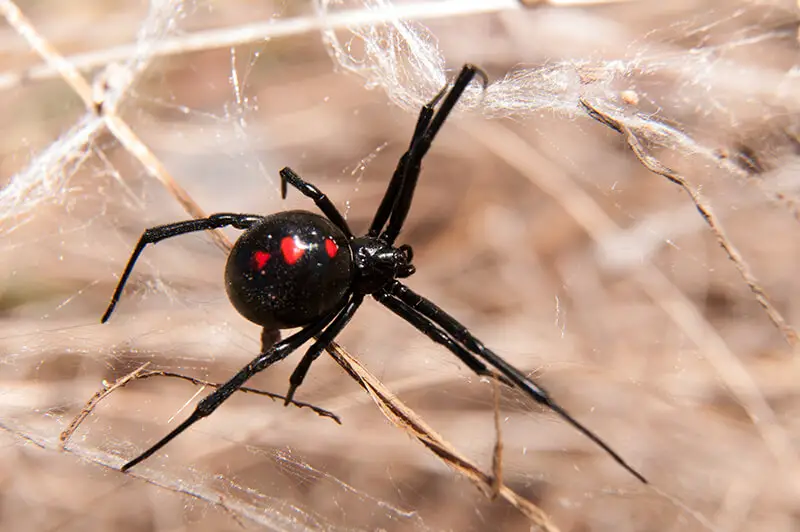 Black Widows in California