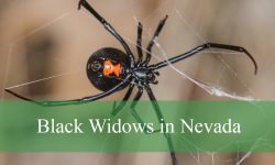 The Truth About Black Widows in Nevada You Didn’t Expect