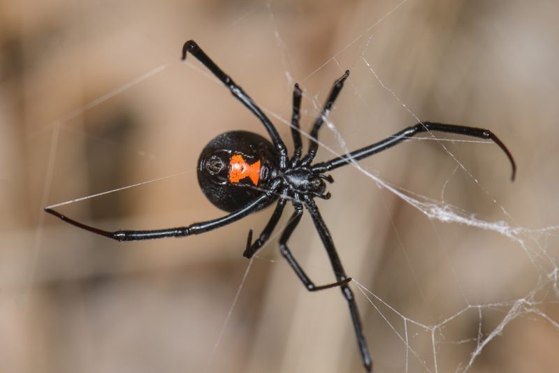 Black Widows in Nevada