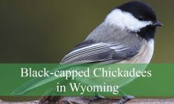 Secrets About Black-capped Chickadees in Wyoming