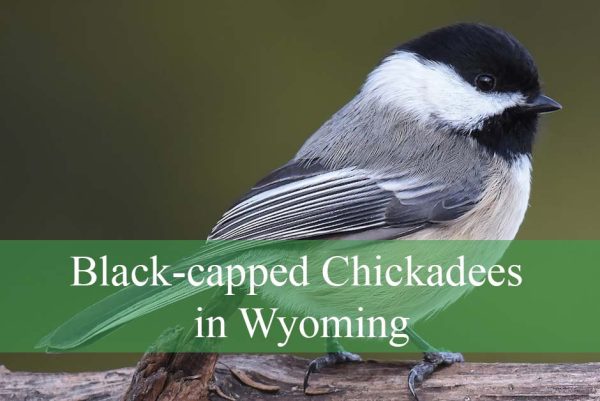 Black-capped Chickadees in Wyoming