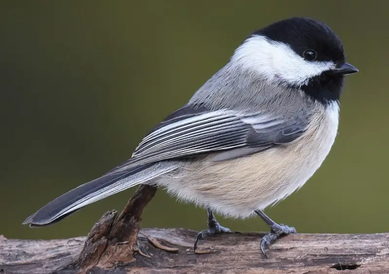 Black-capped Chickadees in Wyoming