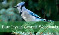 7 Things You Didn’t Know About Blue Jays in Georgia Woodlands