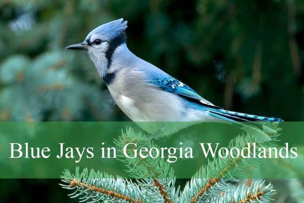 Blue Jays in Georgia Woodlands