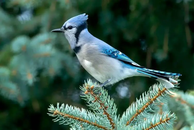 Blue Jays in Georgia Woodlands