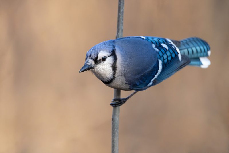 Blue Jays in Ohio