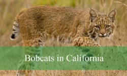 Are Bobcats in California Breeding with Domestic Cats?