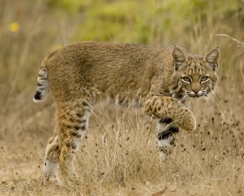 Bobcats in California