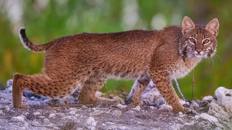 Bobcats in Florida
