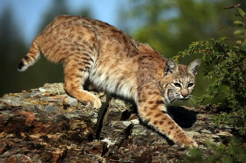 Bobcats in Montana