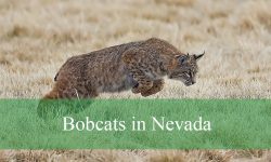 Hidden Facts About Bobcats in Nevada’s Deserts
