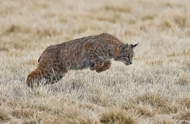 Bobcats in Nevada