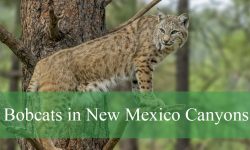 The Hidden World of Bobcats in New Mexico Canyons