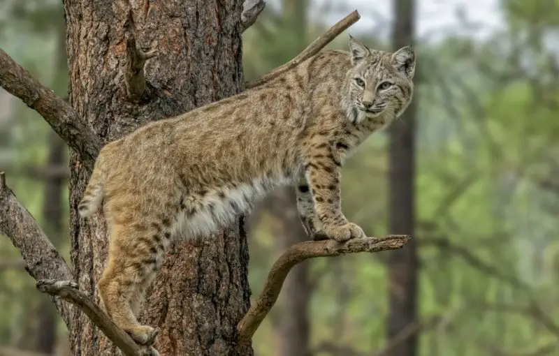 Bobcats in New Mexico Canyons