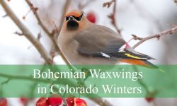 The Truth About Bohemian Waxwings in Colorado Winters