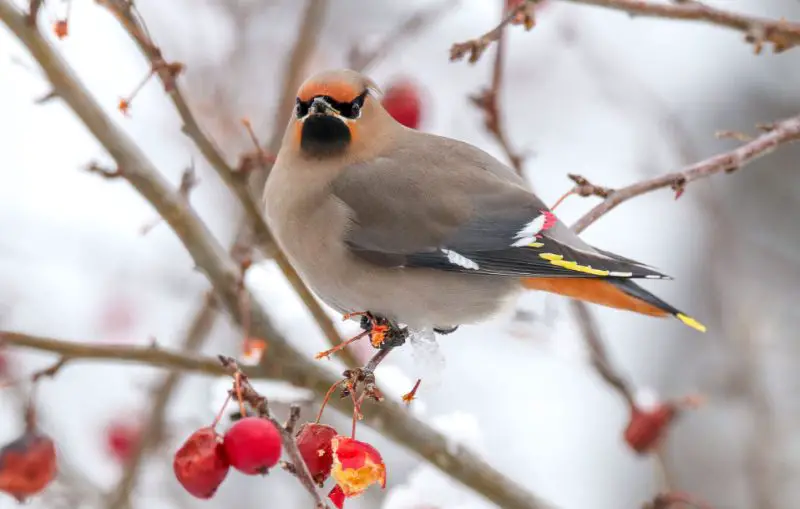 Bohemian Waxwings in Colorado Winters