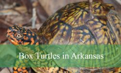 8 Why Box Turtles in Arkansas Are Important to Watch