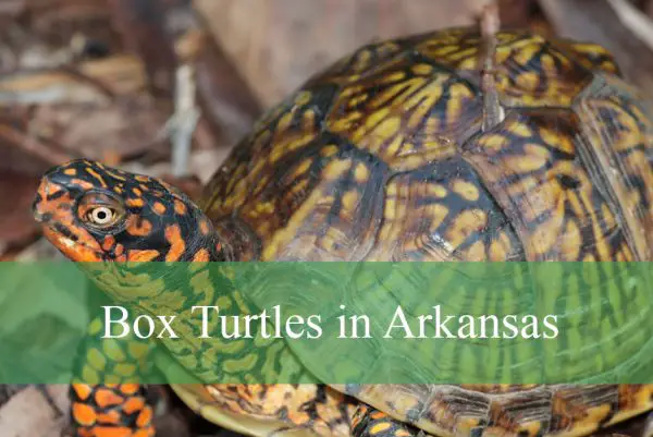 Box Turtles in Arkansas
