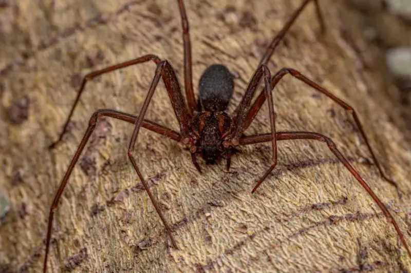 Brown Recluse Spider