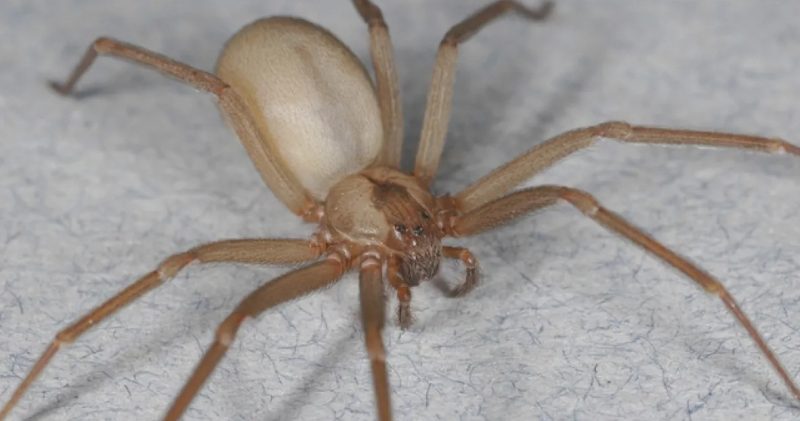 Brown Recluse Spiders