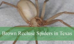 10 Hidden Facts About Brown Recluse Spiders in Texas